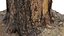 Ponderosa Stump 003