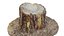 Ponderosa Stump 003