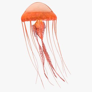 Jellyfish 01