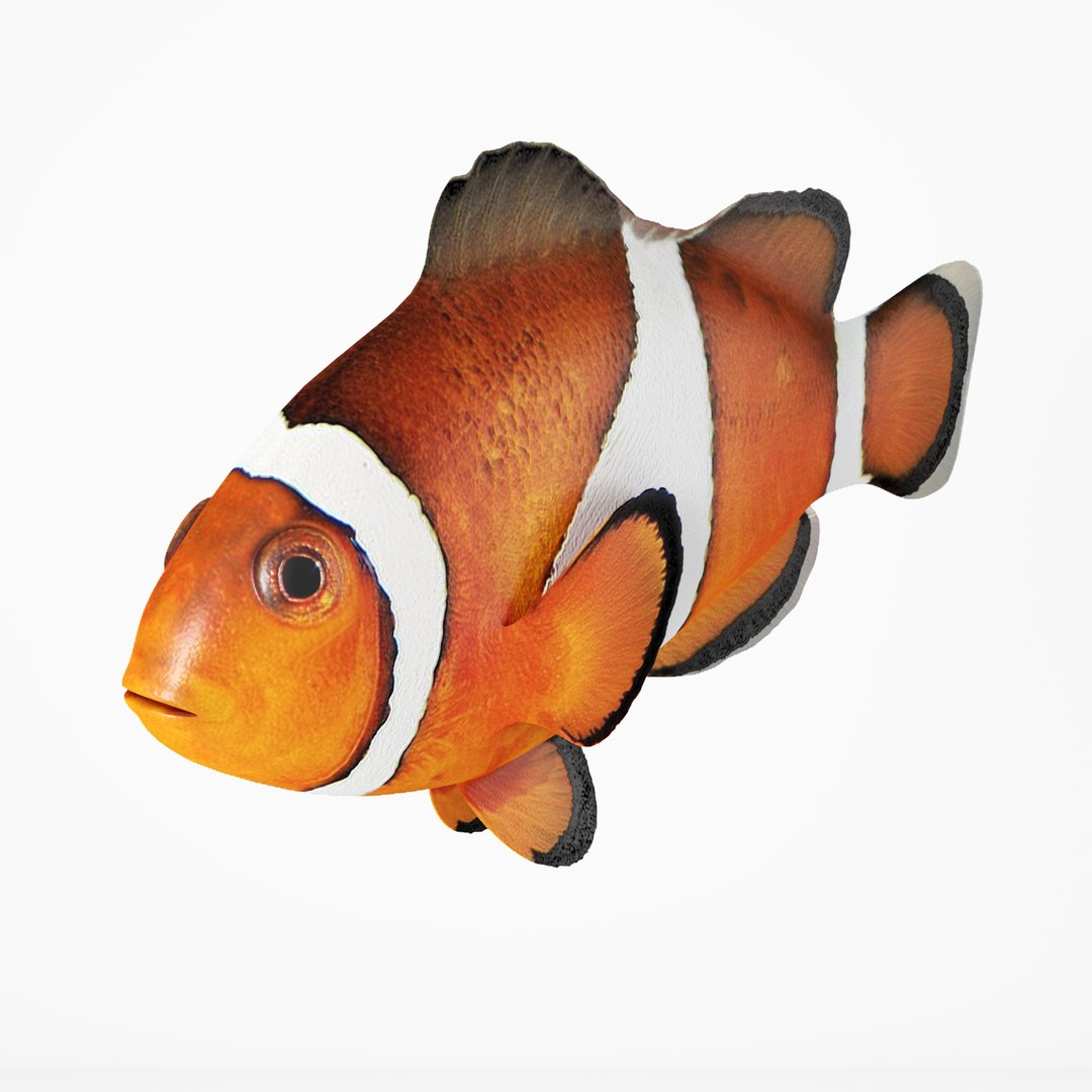 3D Clownfish Fish Model - TurboSquid 1369825
