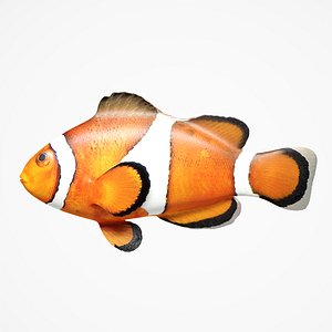 3D clownfish fish model