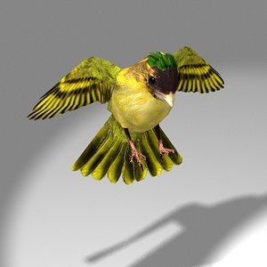 Songbird (Siskin)