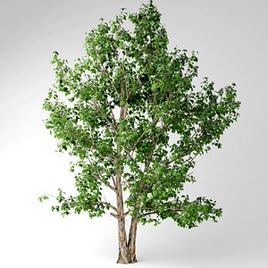 korean stewartia tree 3D model