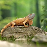 Realistic Iguana Game ready model