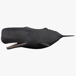 Sperm Whale