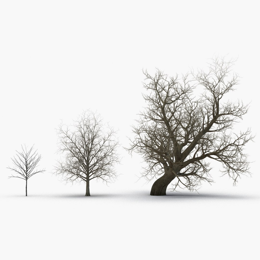 3d Model Winter Red Maple Trees
