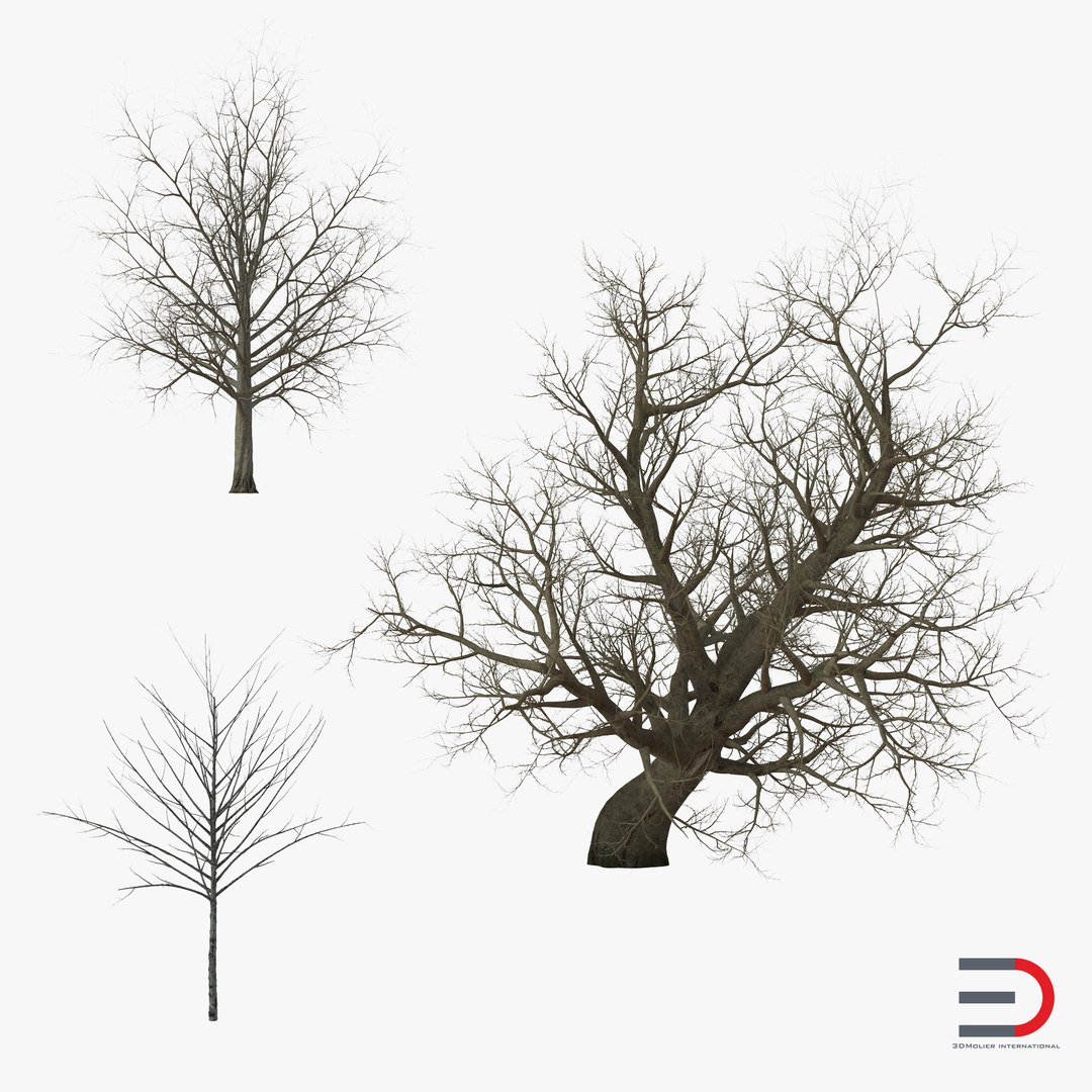 Winter Red Maple Trees 3D Models Collection 3D model preview
