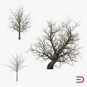 Winter Red Maple Trees 3D Models Collection