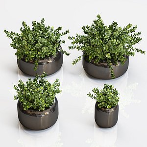 3D model boxwood plants black vase