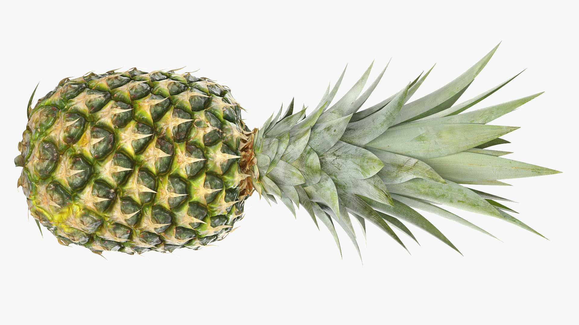 3D Ultra Detailed Pineapple model https://p.turbosquid.com/ts-thumb/Cd/tyalFN/FM/09tttransverseaxis/png/1639044887/1920x1080/turn_fit_q99/9513026d3aca79111b497b9299e654193f6b3d6b/09tttransverseaxis-1.jpg