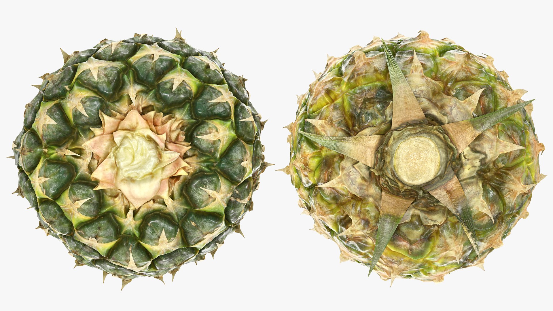 3D Ultra Detailed Pineapple model https://p.turbosquid.com/ts-thumb/Cd/tyalFN/Gf/05prod.shotfruittopbottomts/png/1639044519/1920x1080/fit_q87/0b76faa592dec98ed5d6b1f6687bbf210d6a3434/05prod.shotfruittopbottomts.jpg