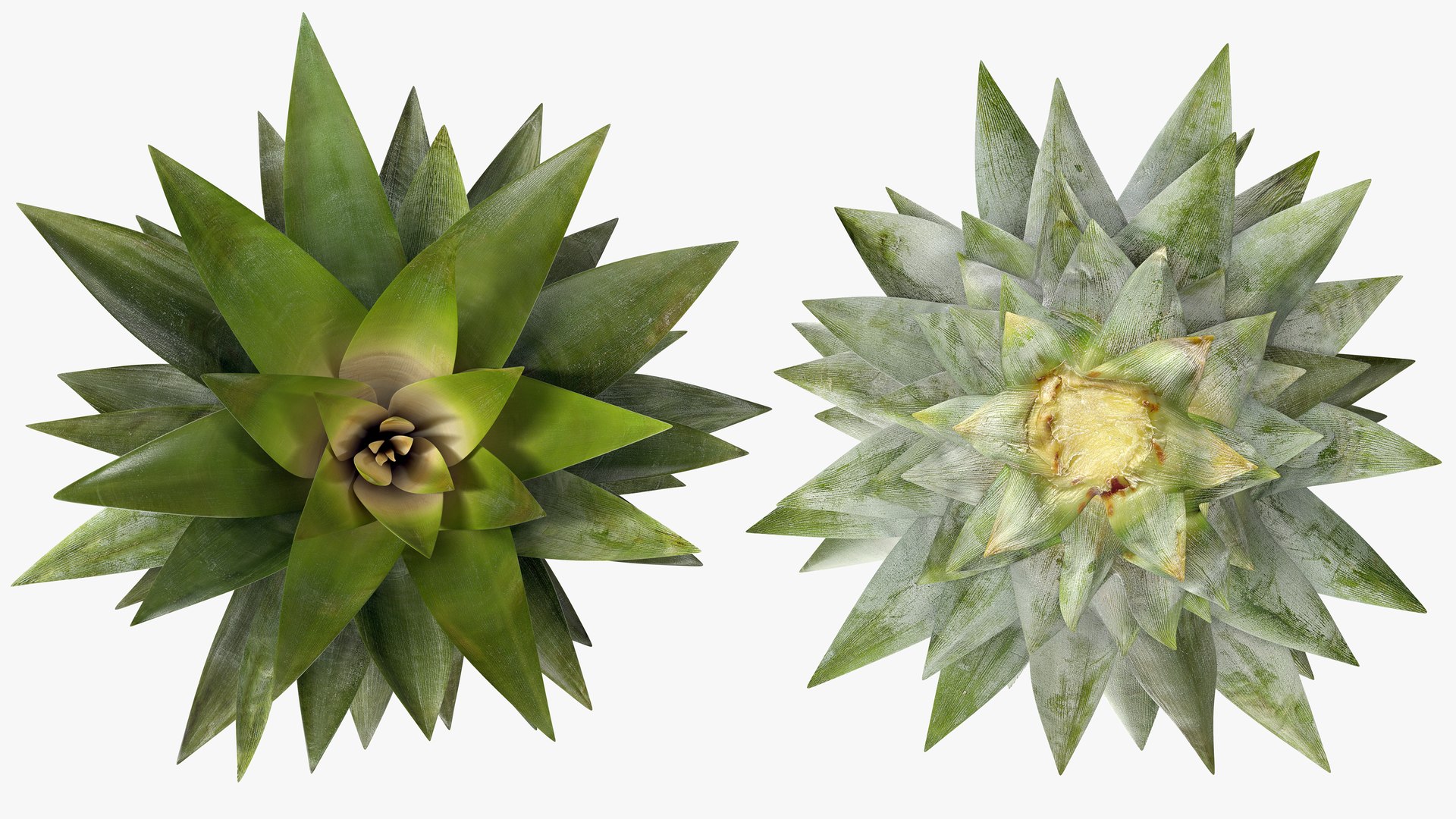 3D Ultra Detailed Pineapple model https://p.turbosquid.com/ts-thumb/Cd/tyalFN/Lz/06prod.shotcrowntopbottomts/png/1639389925/1920x1080/fit_q87/ca803a5be8800ca191f717e507c76df748c67cb4/06prod.shotcrowntopbottomts.jpg