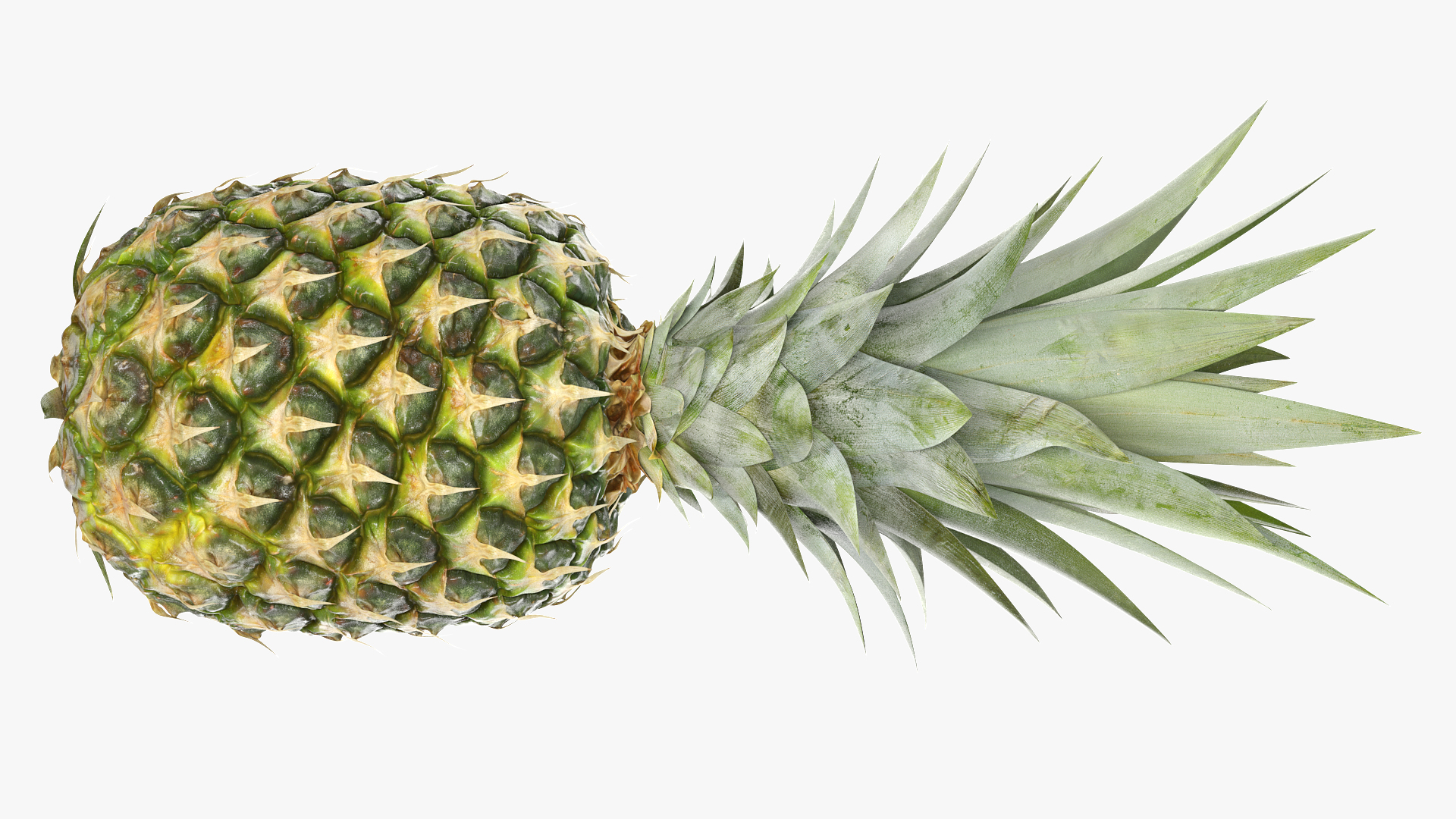 3D Ultra Detailed Pineapple model https://p.turbosquid.com/ts-thumb/Cd/tyalFN/iV/10ttlongitudinalaxis/png/1639044977/1920x1080/turn_fit_q99/da9c7100651bf130005068f779559e08000bff09/10ttlongitudinalaxis-1.jpg