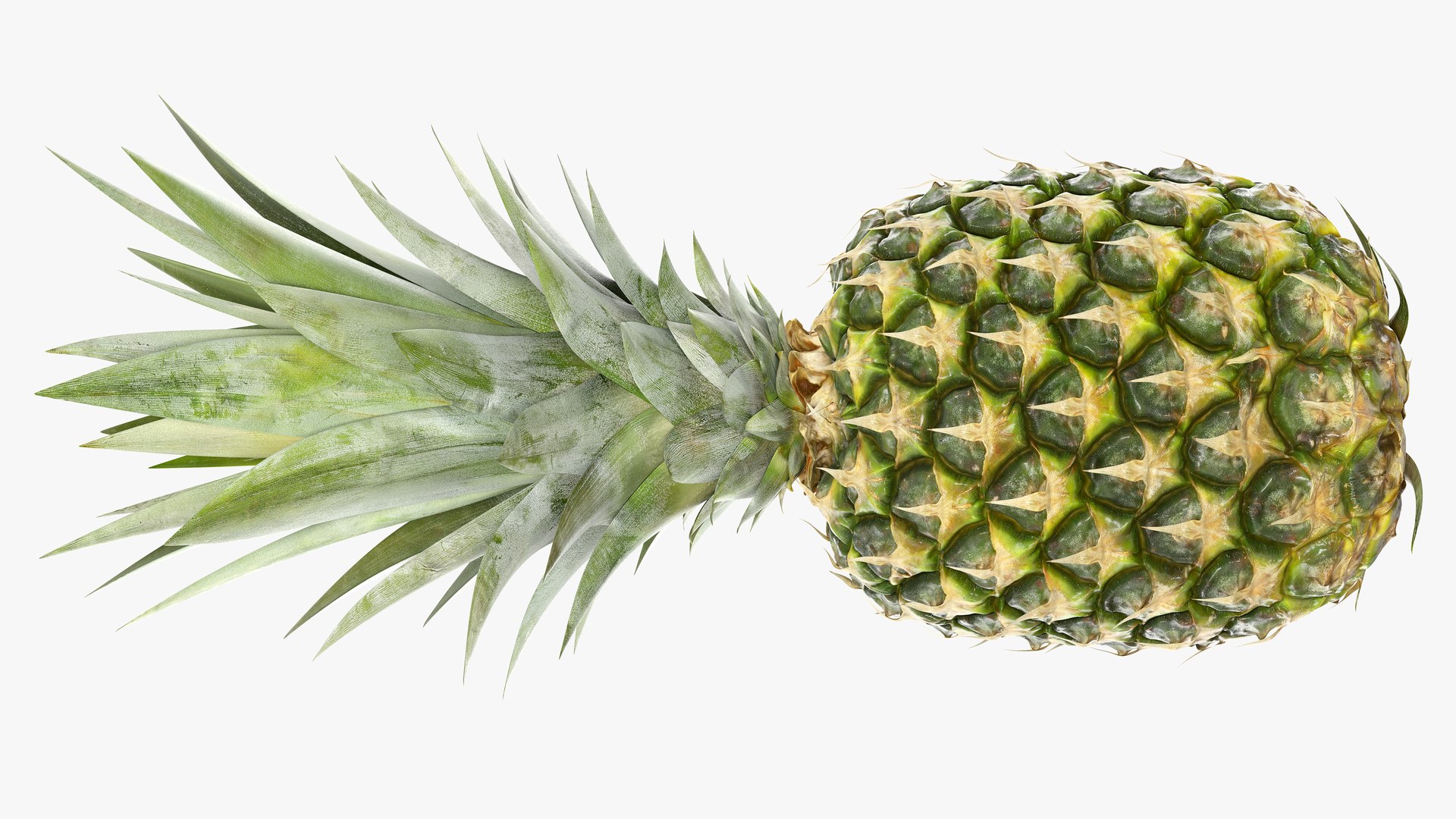 3D Ultra Detailed Pineapple model https://p.turbosquid.com/ts-thumb/Cd/tyalFN/qH/04prod.shotsidebackts/png/1639044517/1920x1080/fit_q87/488f6b851714b2dcf0bf4bbc08eb73db1060b060/04prod.shotsidebackts.jpg