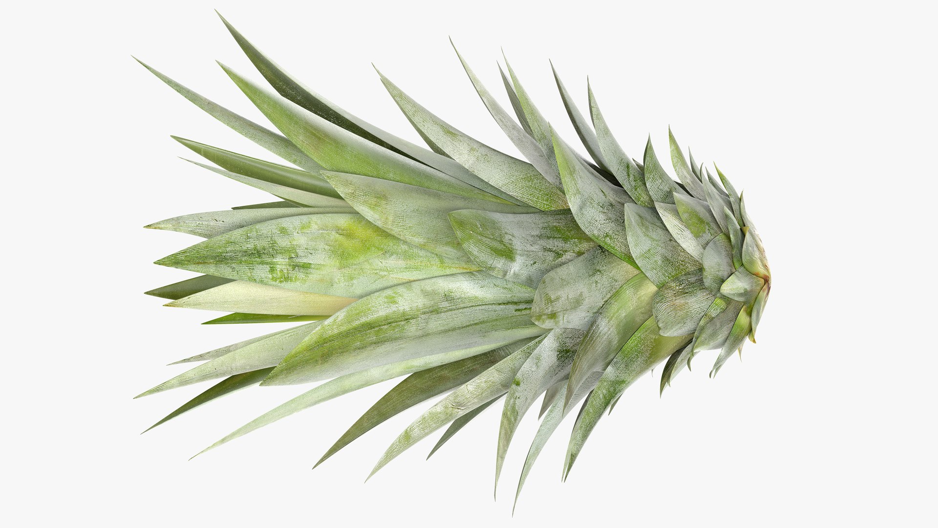 3D Ultra Detailed Pineapple model https://p.turbosquid.com/ts-thumb/Cd/tyalFN/wy/08prod.shotcrownsidets/png/1639044517/1920x1080/fit_q87/1492f7963ea0601106799718426c494b2f667aff/08prod.shotcrownsidets.jpg