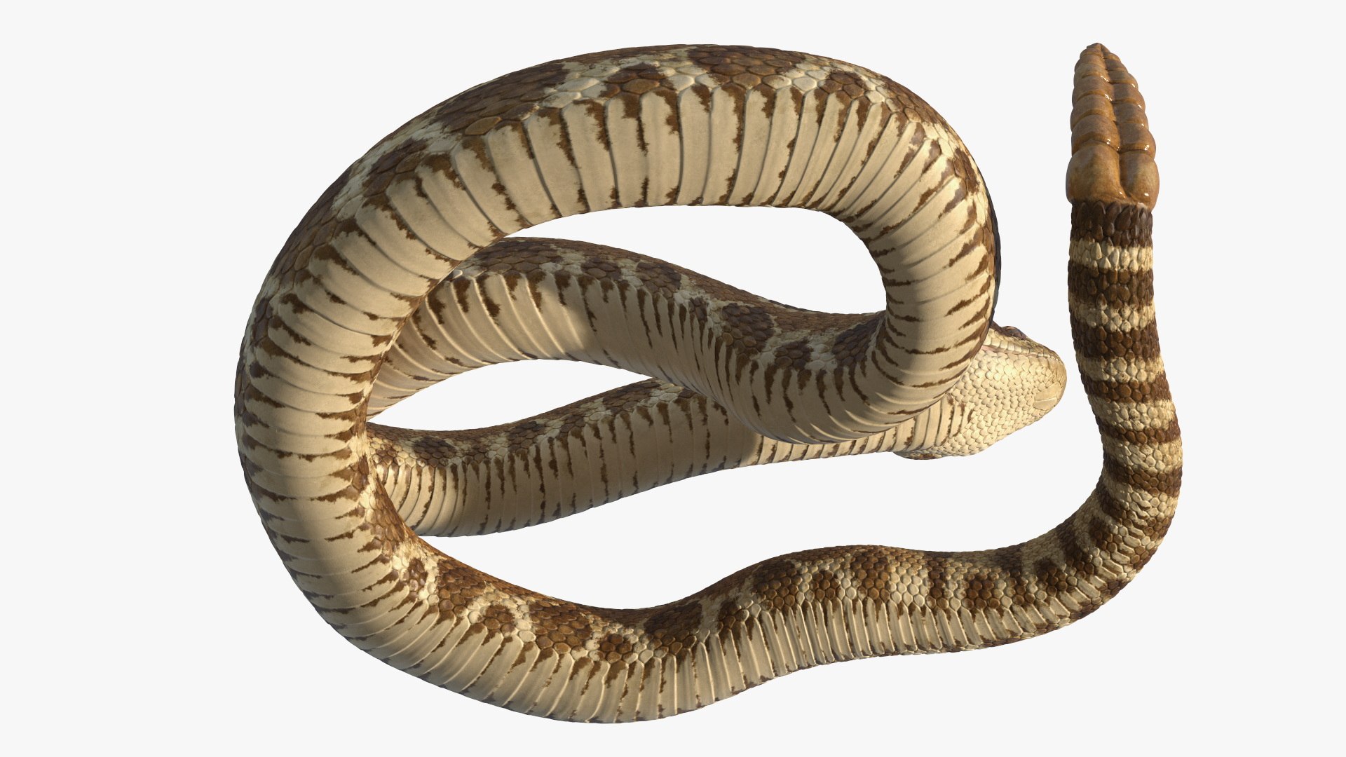 3D model Light Rattlesnake Attack Animated Rigged for Maya https://p.turbosquid.com/ts-thumb/Ce/KSQD3h/Ui/light_rattlesnake_attack_animated_rigged_010/jpg/1761859229/1920x1080/fit_q87/9069a1df03123c3795dddc804a738d923aae95f9/light_rattlesnake_attack_animated_rigged_010.jpg