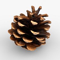 Photorealistic 3D scan of pine cone