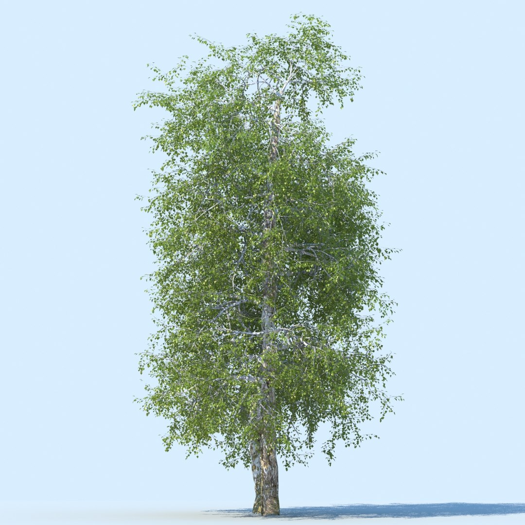3d realistic birch trees https://p.turbosquid.com/ts-thumb/Ce/XLijQi/4Ub0ccD6/birch_type_11_f0003/jpg/1372933230/1920x1080/fit_q87/14ca25afa990c1b1437bd6d25d459ecb2a772e42/birch_type_11_f0003.jpg