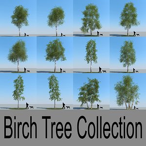 3d realistic birch trees