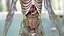male skeleton internal organs 3D