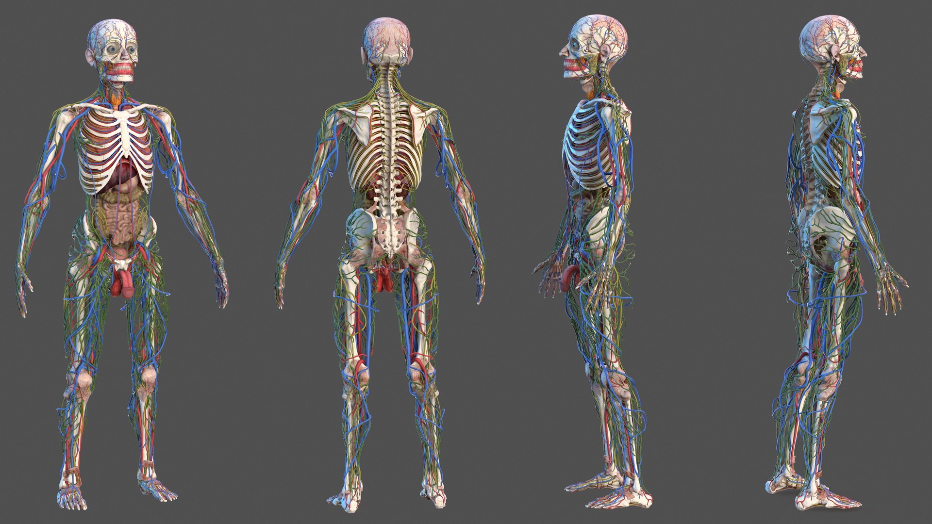 Male Skeleton and Internal Organs Anatomy