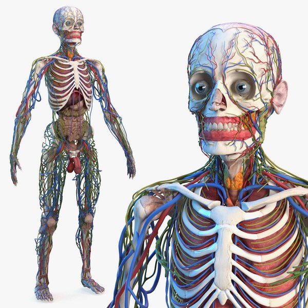 male skeleton internal organs 3D