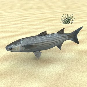 Cipal-mullet