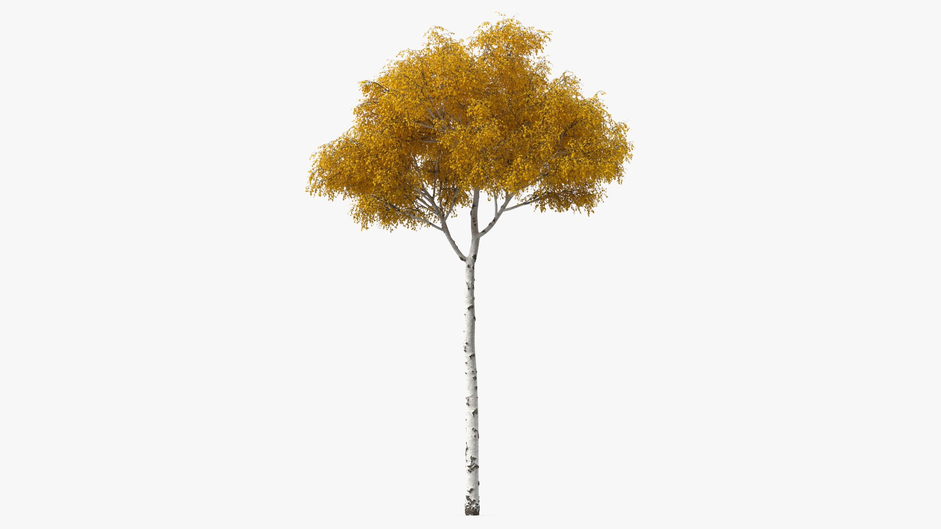 Birch Tree Yellow 3D model preview