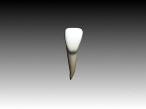 central incisiv mandibular textured and animated.max