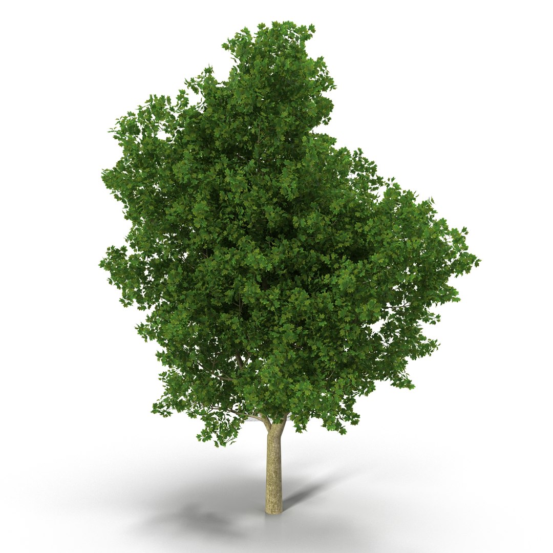 Broadleaf Maple 3d Model