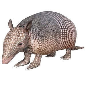3D Fully rigged low poly armadillo