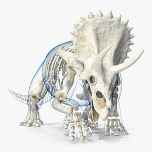 triceratops skeleton transparent skin 3D model