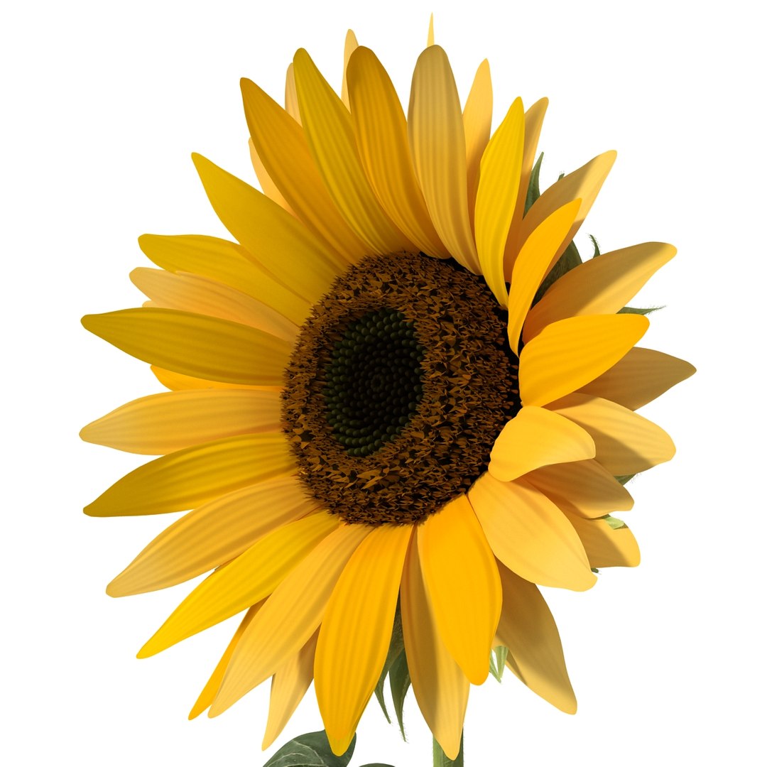 3ds max sunflower 2