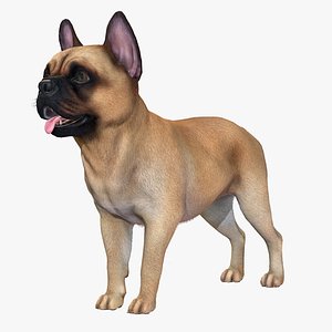 Dog - French Bulldog 3D model
