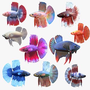 3D Betta Fish Collection