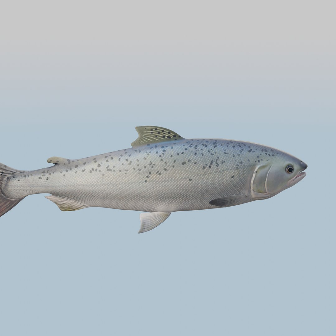 Fish TunaStylized 3D Model 3D model https://p.turbosquid.com/ts-thumb/Cf/OK3TwW/0w/turntable_0012/png/1722922382/1920x1080/fit_q87/181fee92cce77f3c31b455297e0160ee45df0582/turntable_0012.jpg