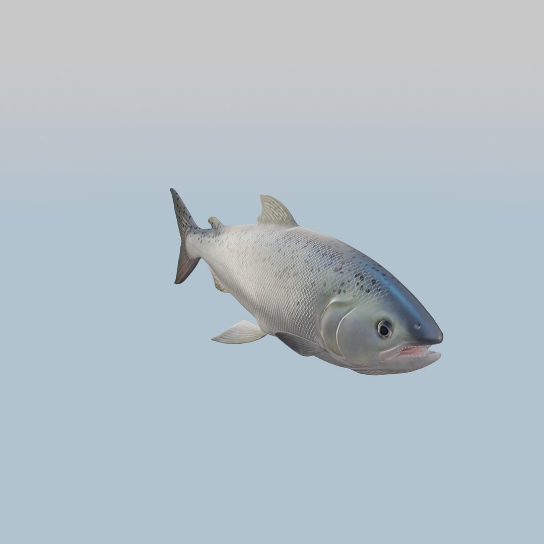 Fish TunaStylized 3D Model 3D model https://p.turbosquid.com/ts-thumb/Cf/OK3TwW/S4/turntable_0016/png/1722922367/1920x1080/fit_q87/d1089a29860b8bbf696ea6173833c285401b9108/turntable_0016.jpg