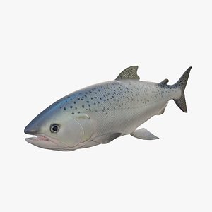 Fish Tuna 3D Model Stylized 