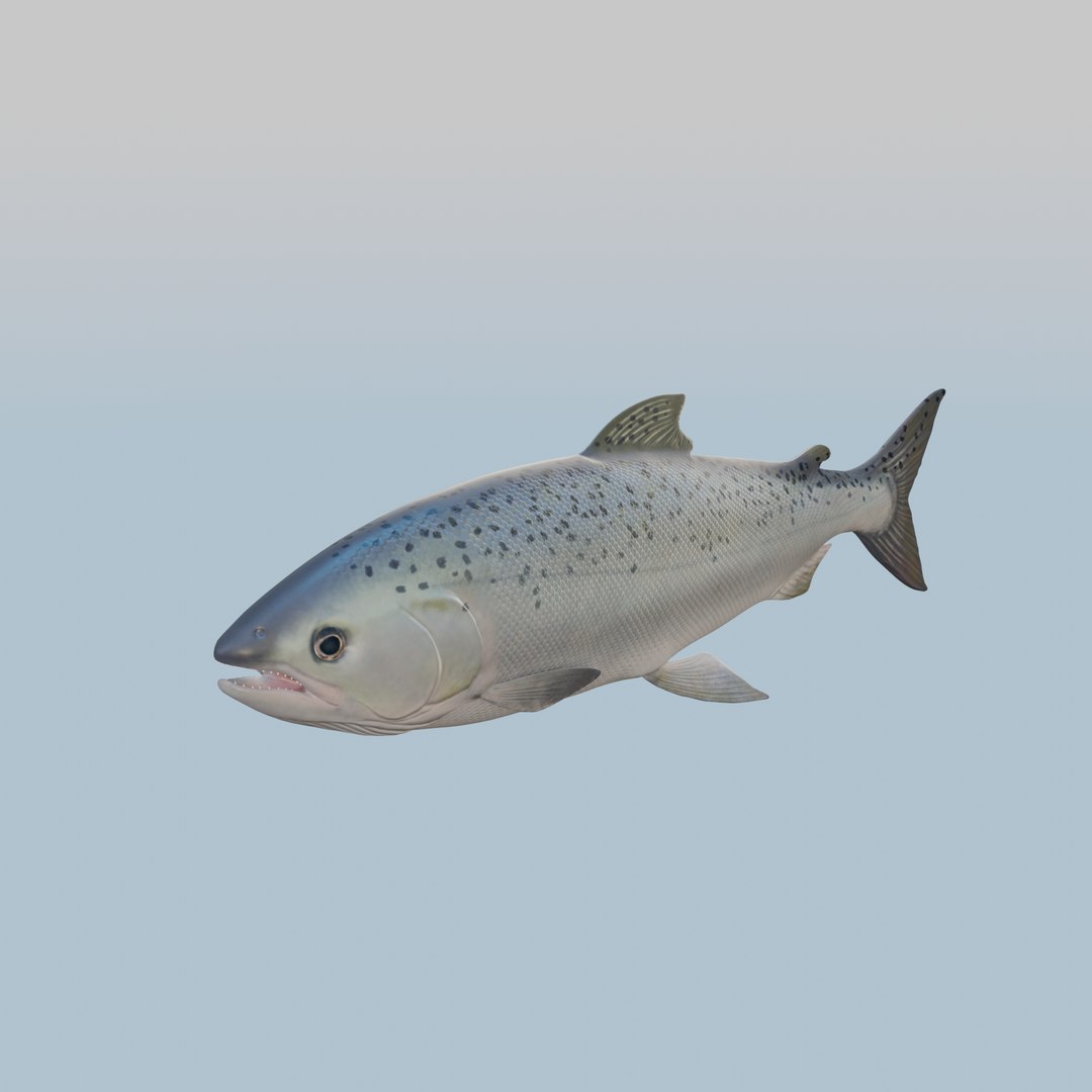 Fish TunaStylized 3D Model 3D model https://p.turbosquid.com/ts-thumb/Cf/OK3TwW/fk/turntable_0020/png/1722922372/1920x1080/fit_q87/149c7747f9819f75e46c80439c0efbd9d596c37a/turntable_0020.jpg
