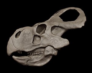 3D Protoceratops skull