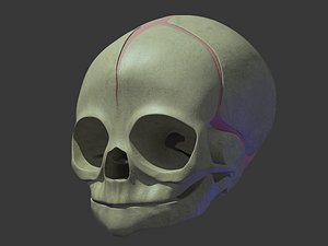 3d anatomical baby skull model