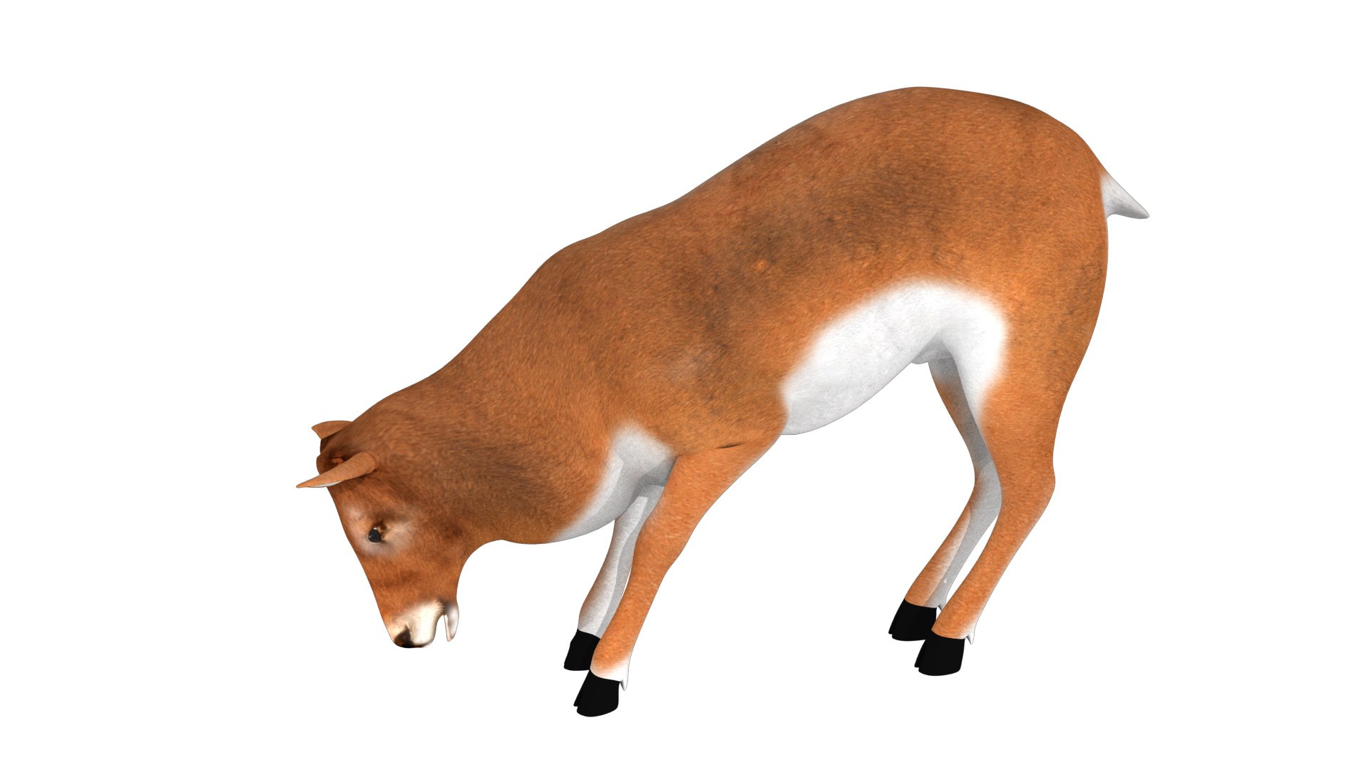 3D rigged deer animations model https://p.turbosquid.com/ts-thumb/Cf/vl8JWN/pS05suvU/3/jpg/1549706770/1920x1080/fit_q87/9d74cd4705b08c4234a6414845d90f3be413b02f/3.jpg