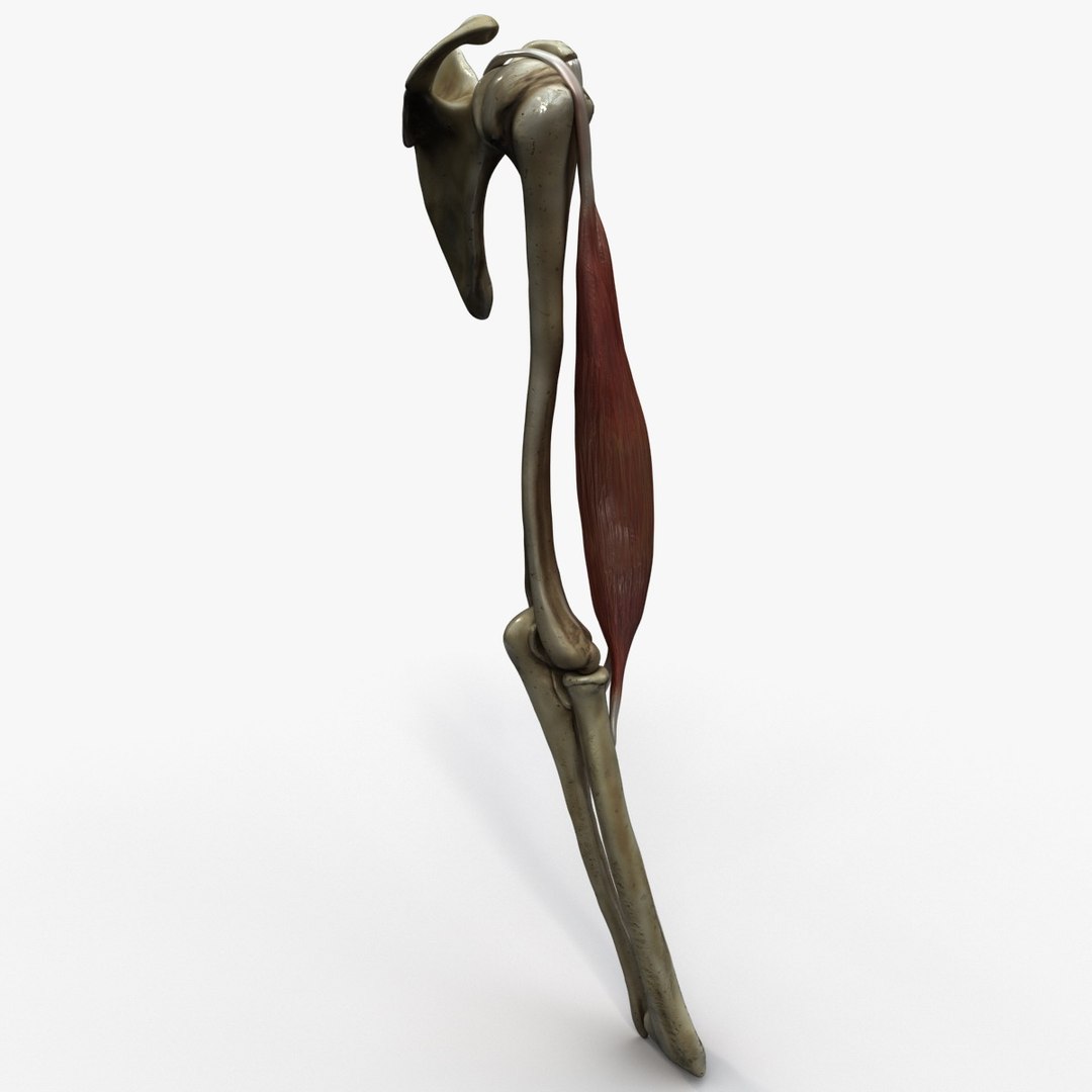 3ds Biceps Muscle Anatomy