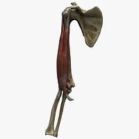 Biceps Muscle Anatomy