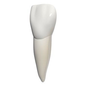 3d model central incisor