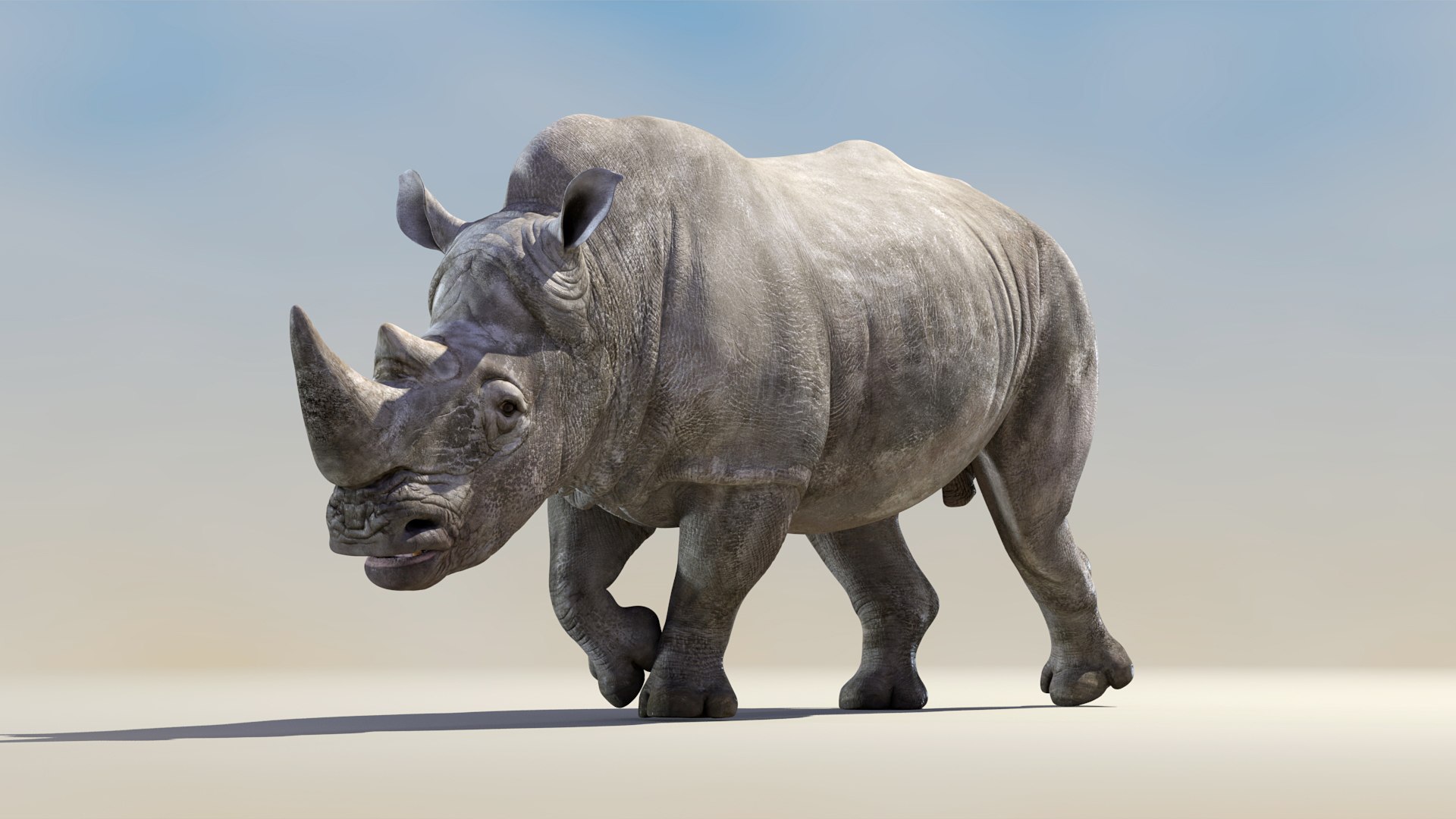 3D Big White Rhino Animated model https://p.turbosquid.com/ts-thumb/Cg/8JipUP/93/big_white_rhino_2019_animated_01/jpg/1621944598/1920x1080/fit_q87/34a88883ca3bad171b6fca1e924d1267de559a86/big_white_rhino_2019_animated_01.jpg