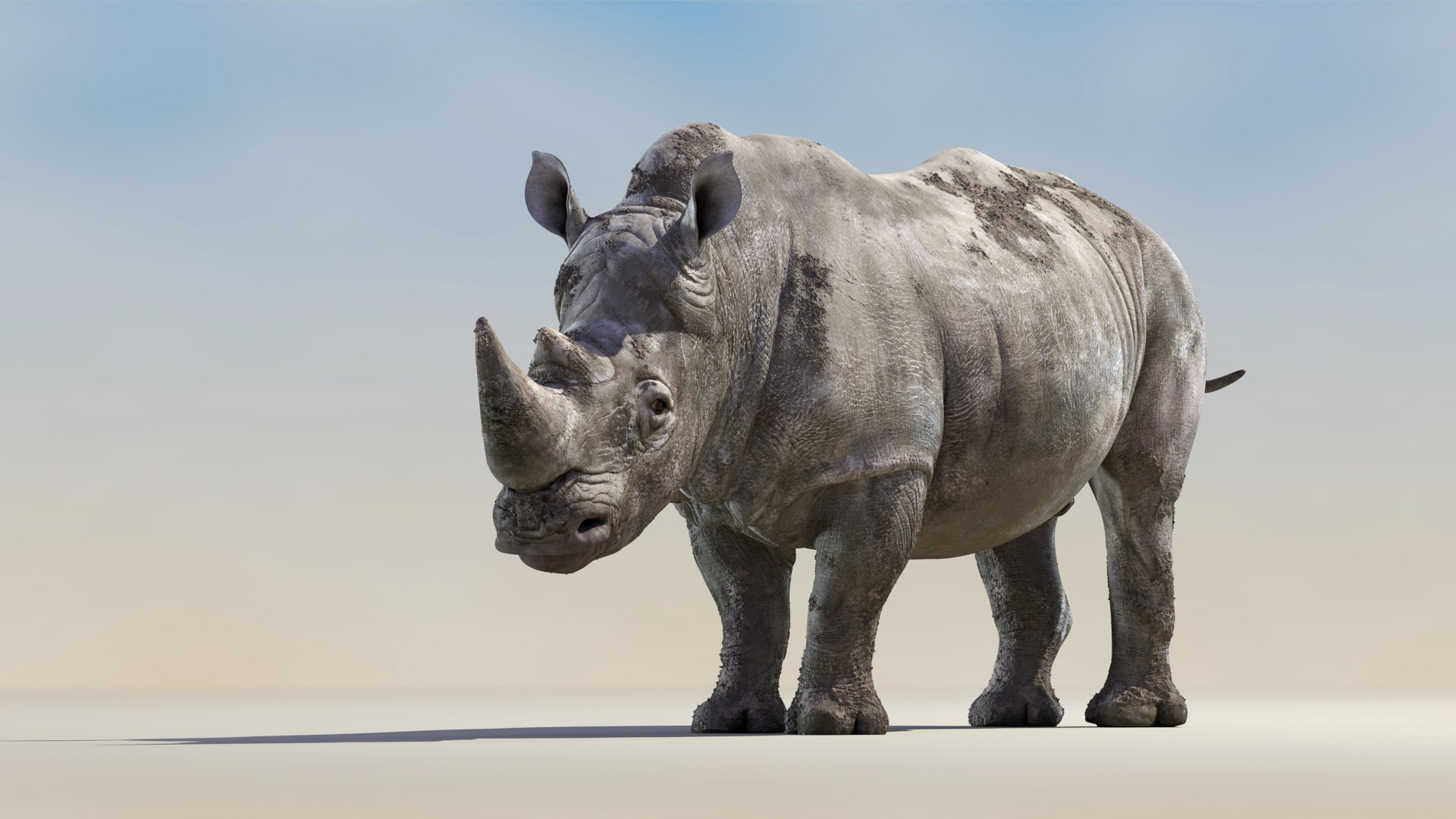 3D Big White Rhino Animated model https://p.turbosquid.com/ts-thumb/Cg/8JipUP/H5/big_white_rhino_2019_rigged_09/jpg/1621943972/1920x1080/fit_q87/b7a066016cfcfbb9e7666778bf25e44724177d6b/big_white_rhino_2019_rigged_09.jpg