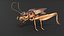 Gryllinae Rigged for Cinema 4D 3D