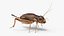 Gryllinae Rigged for Cinema 4D 3D