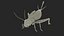 Gryllinae Rigged for Cinema 4D 3D